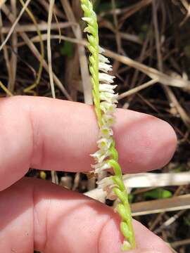 Image of Spiranthes brevilabris var. brevilabris