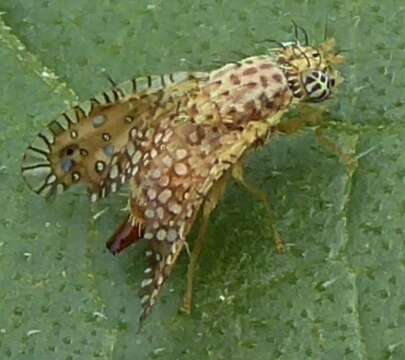 Image of Paracantha gentilis Hering 1940