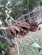 Image of Esenbeckia grandiflora Mart.