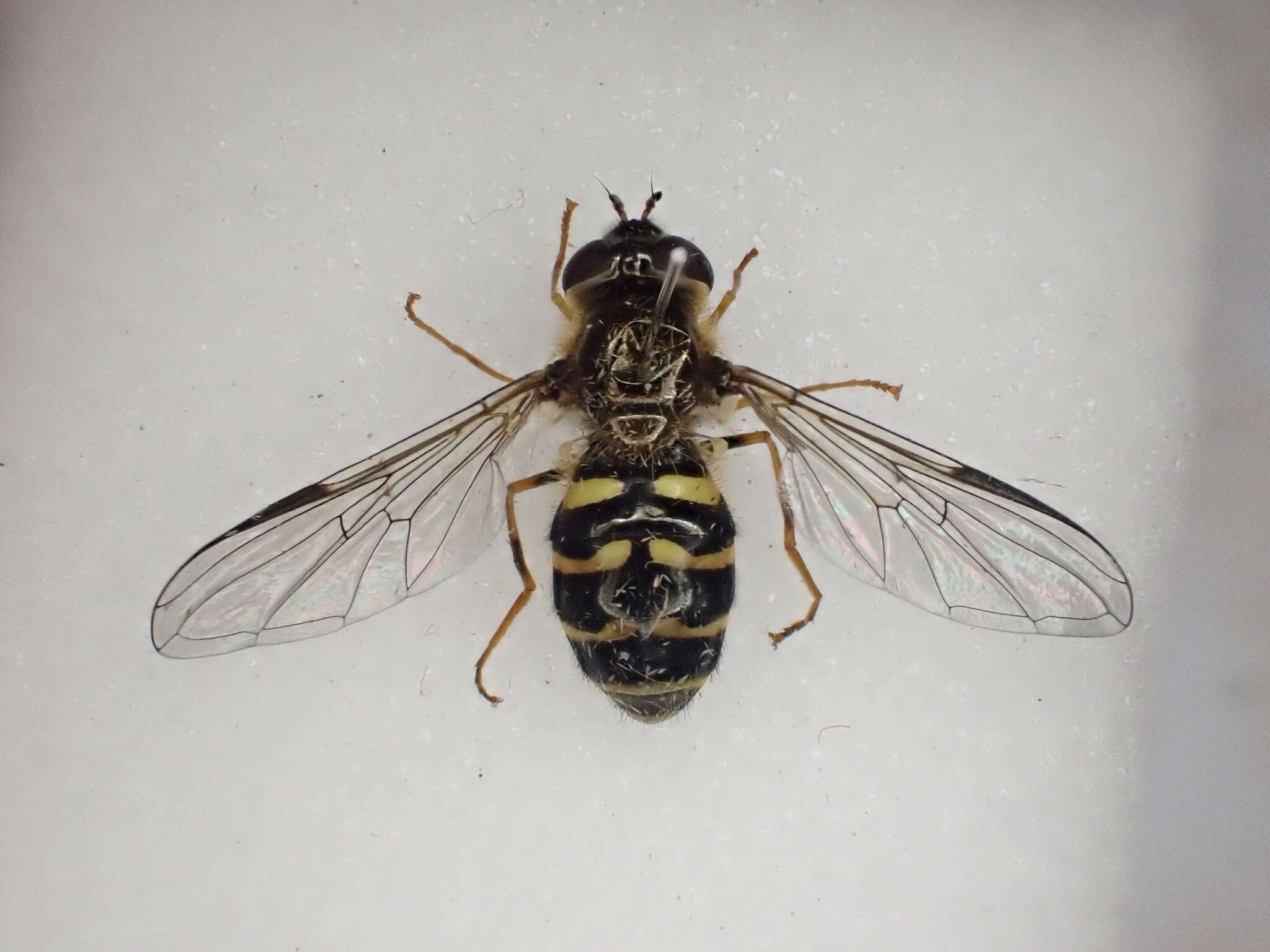 Image of Dasysyrphus venustus (Meigen 1822)