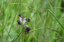 Sporophila leucoptera (Vieillot 1817) resmi