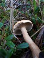 Image of Suillus bovinus (L.) Roussel 1796