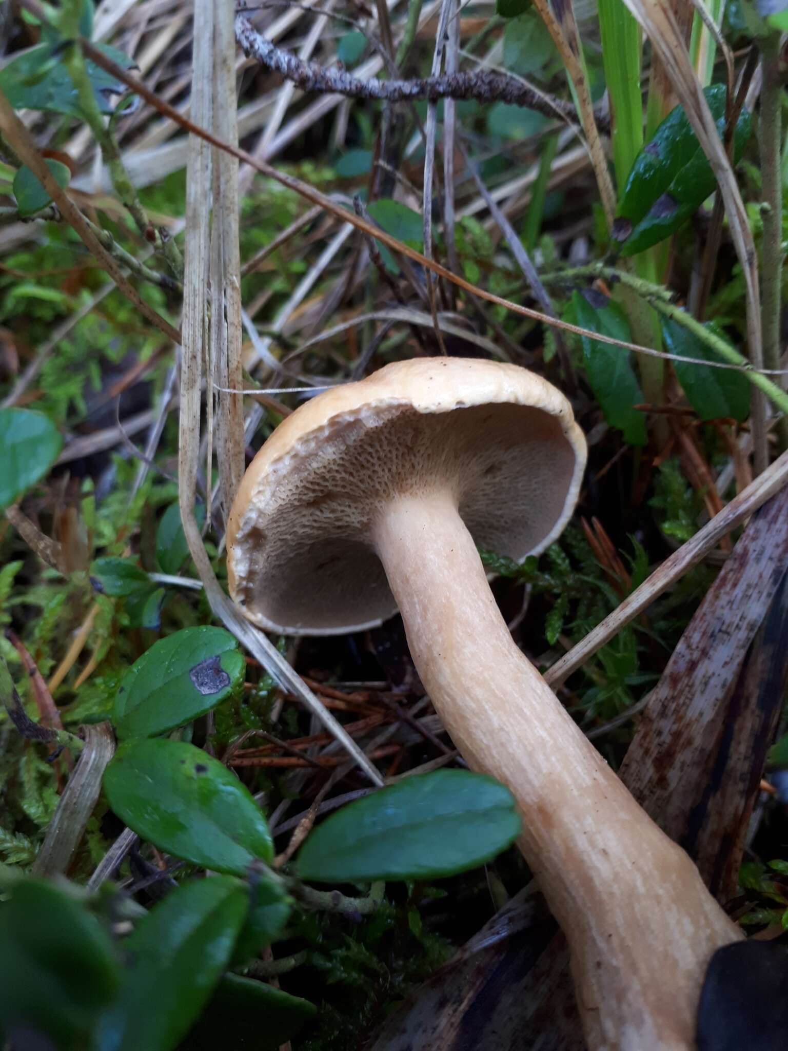 Image of Suillus bovinus (L.) Roussel 1796