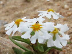 Image of Zaluzianskya affinis O. M. Hilliard