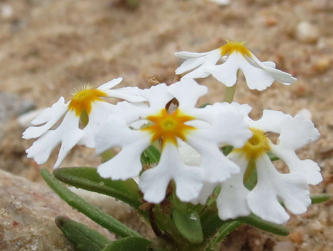 Image of Zaluzianskya affinis O. M. Hilliard