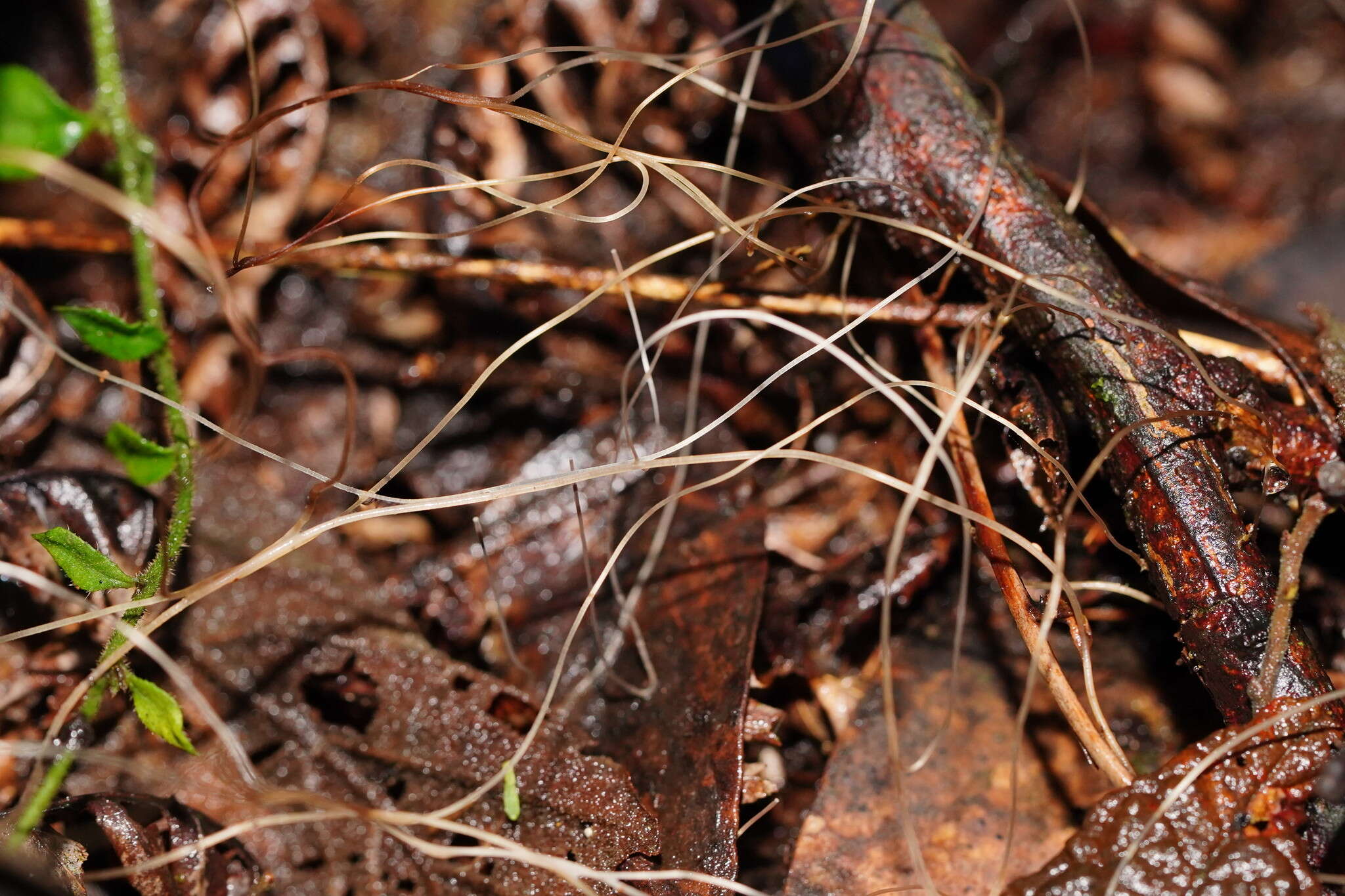 Image of Mycena cystidiosa (G. Stev.) E. Horak 1971