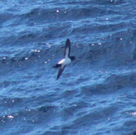 Image of White-bellied Storm Petrel