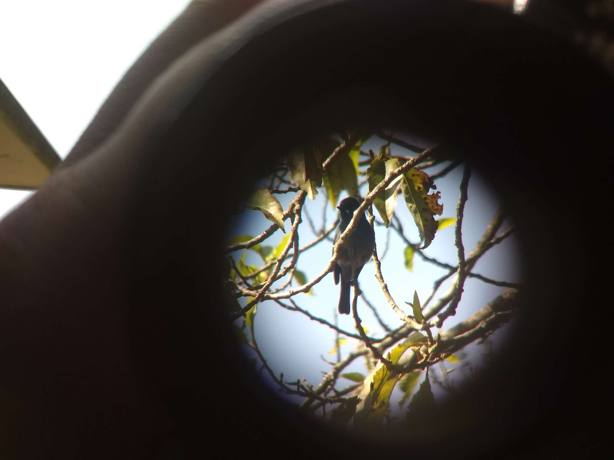 Image of Nilgiri Flycatcher