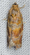 Image of Pine-tube Moth