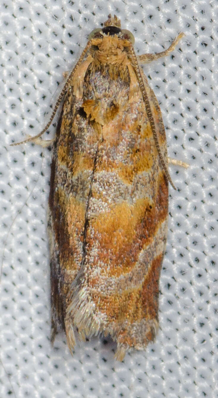 Слика од Argyrotaenia pinatubana Kearfott 1905