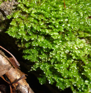 Image of Grove Earwort