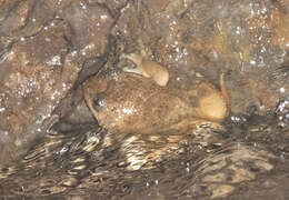 Image of Castle Rock Wrinkled Frog