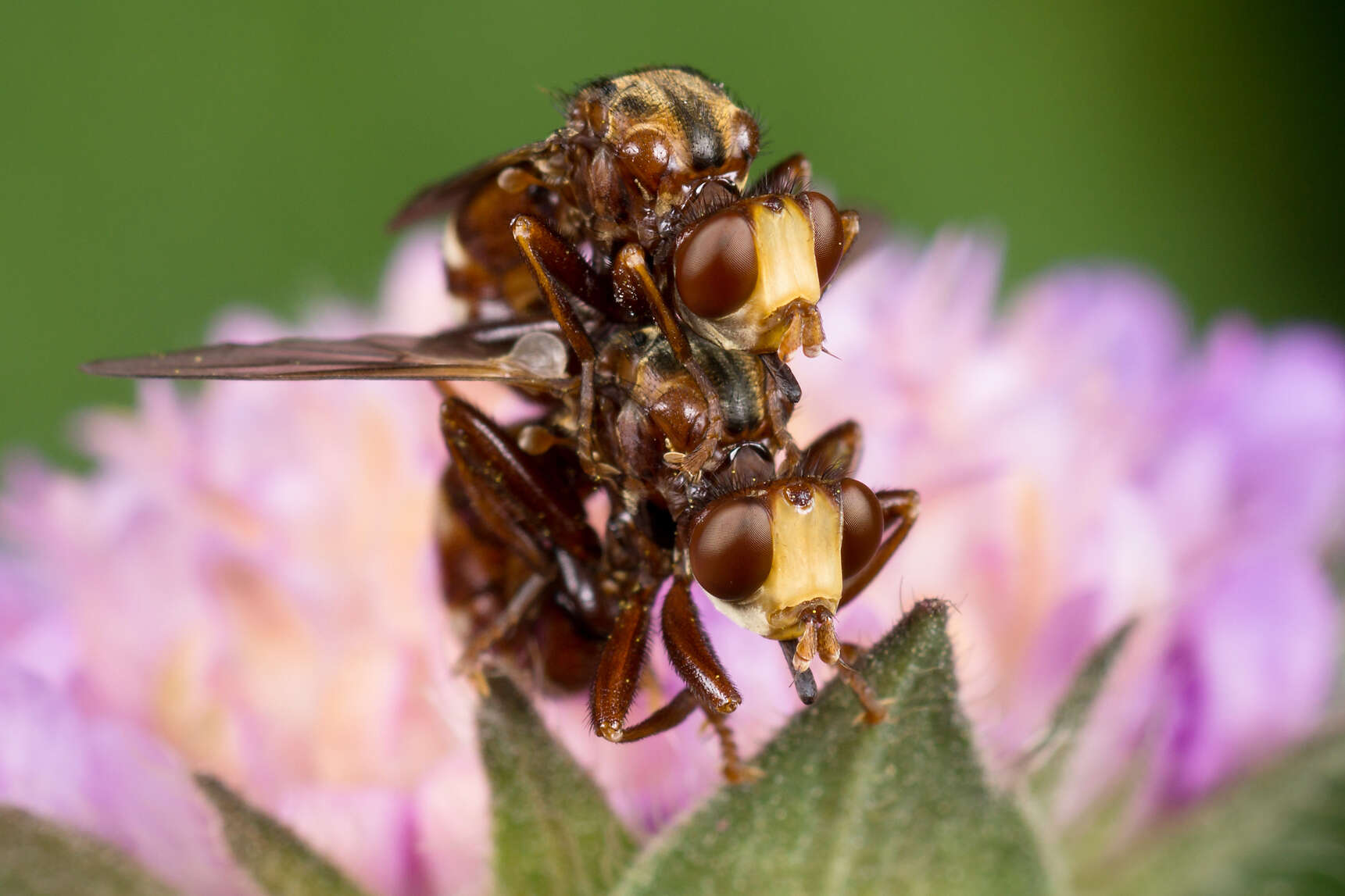 Image of Sicus ferrugineus (Linnaeus 1761)