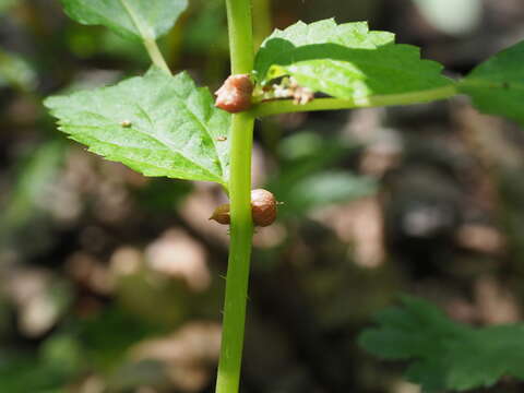 Image of Laportea bulbifera (Sieb. & Zucc.) Wedd.