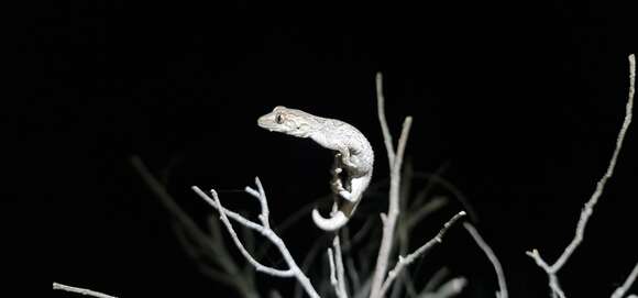 Image of Eastern Spiny-tailed Gecko