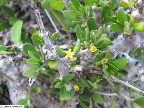 Image of Pyrostria serpentina Lantz, Klack. & Razafim.