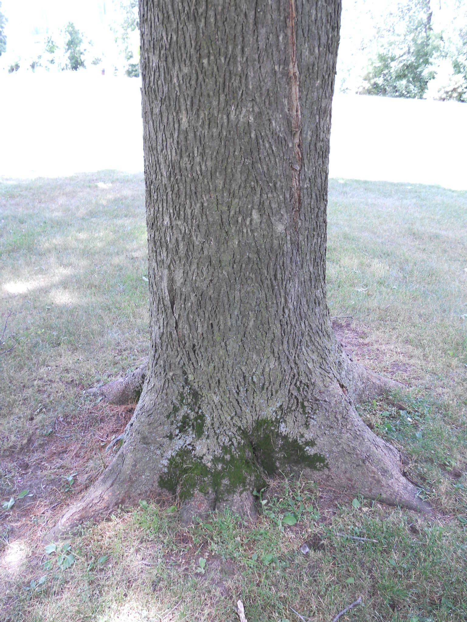 Image of bitternut hickory