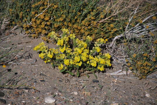 Image de Arnebia guttata Bunge