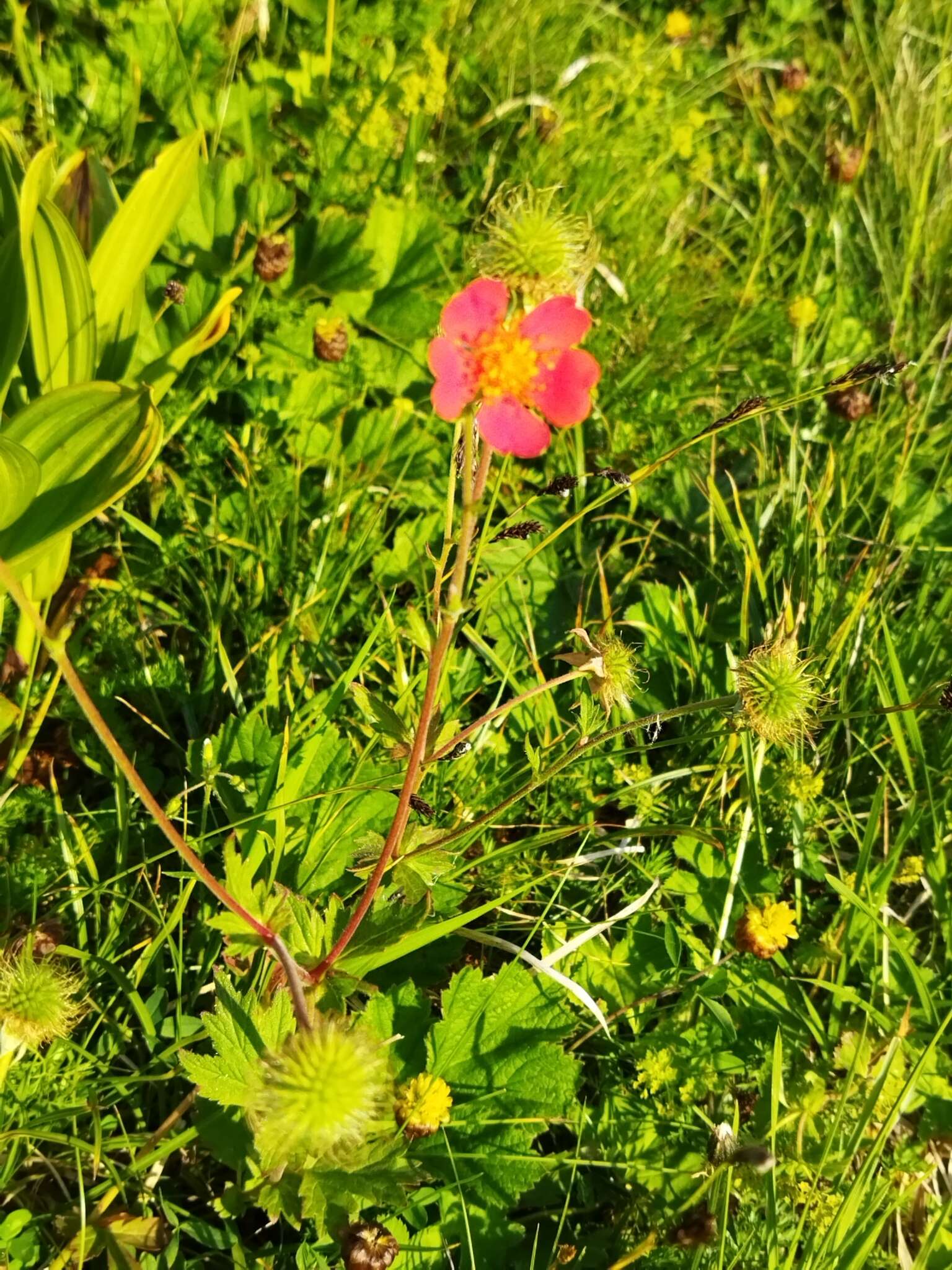 Image of Geum coccineum Sibth. & Sm.