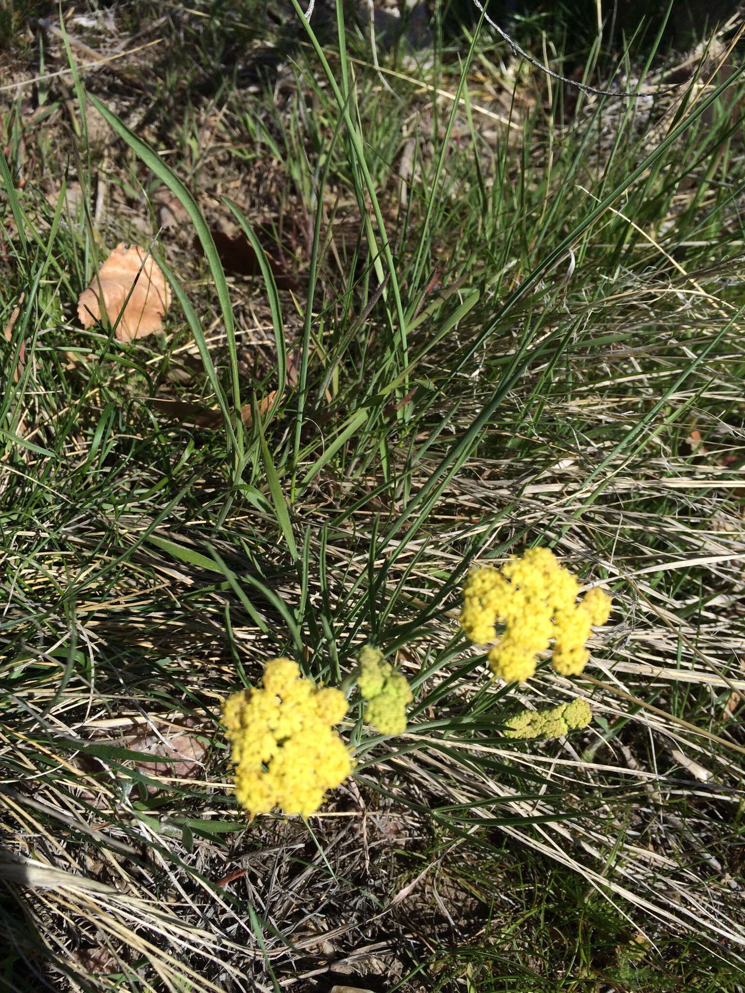 Image of leafy wildparsley