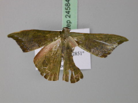 Image of Hypocoela