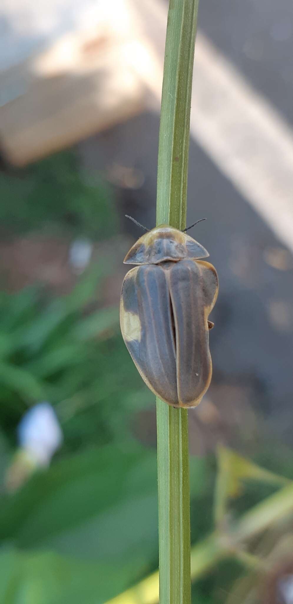 Imagem de Aspisoma hesperum (Linnaeus 1767)