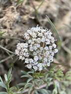 Image of Canby's biscuitroot