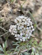 Lomatium canbyi (Coult. & Rose) Coult. & Rose resmi