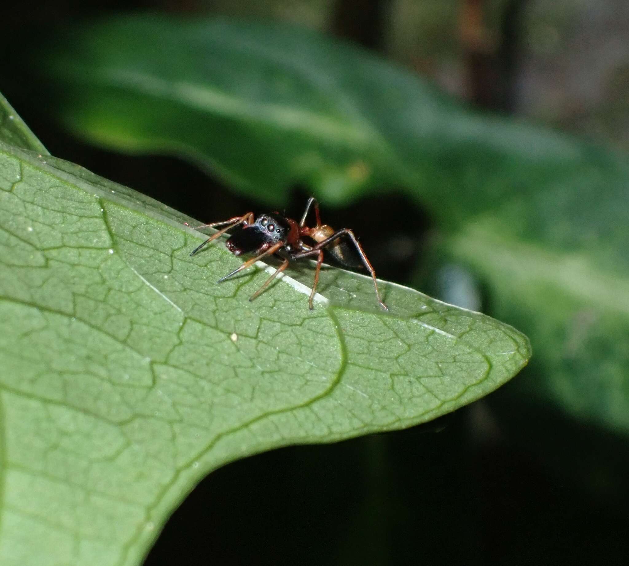 Myrmarachne melanocephala MacLeay 1839 resmi