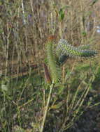 Image of purple willow