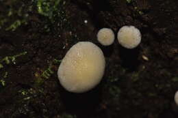 Image of Tympanella galanthina (Cooke & Massee) E. Horak 1971