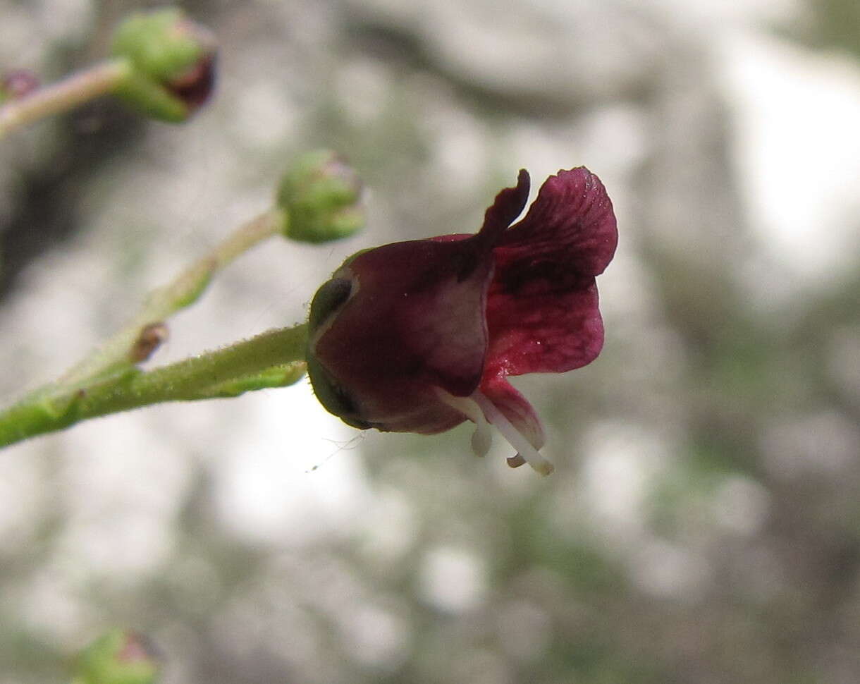 Scrophularia cretacea Fisch. resmi