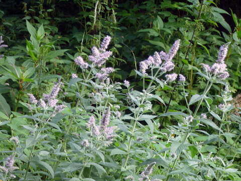 Image of Mentha longifolia subsp. longifolia