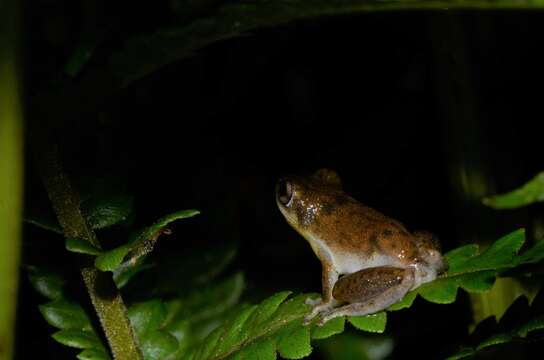 Image of Hyperolius stictus Conradie, Verburgt, Portik, Ohler, Bwong & Lawson 2018