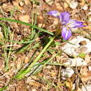 Imagem de Iris unguicularis subsp. carica (Wern. Schulze) A. P. Davis & Jury