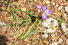 Plancia ëd Iris unguicularis subsp. carica (Wern. Schulze) A. P. Davis & Jury