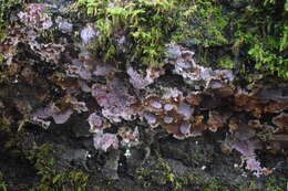 Image of Punctularia atropurpurascens (Berk. & Broome) Petch 1916