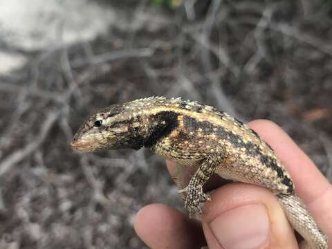Слика од Eurolophosaurus