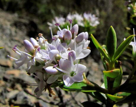 Image of Veronica subfulvida (G. Simpson & J. S. Thomson) Garn.-Jones