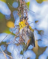 Image of Nelicourvi Weaver