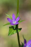 Image of Legousia falcata (Ten.) Fritsch ex Janch.