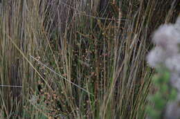 Image of Ephedra americana Humb. & Bonpl. ex Willd.