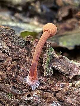 Image of Mycena parsonsiae G. Stev. 1964