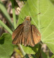 Image of Dun Sedge Skipper