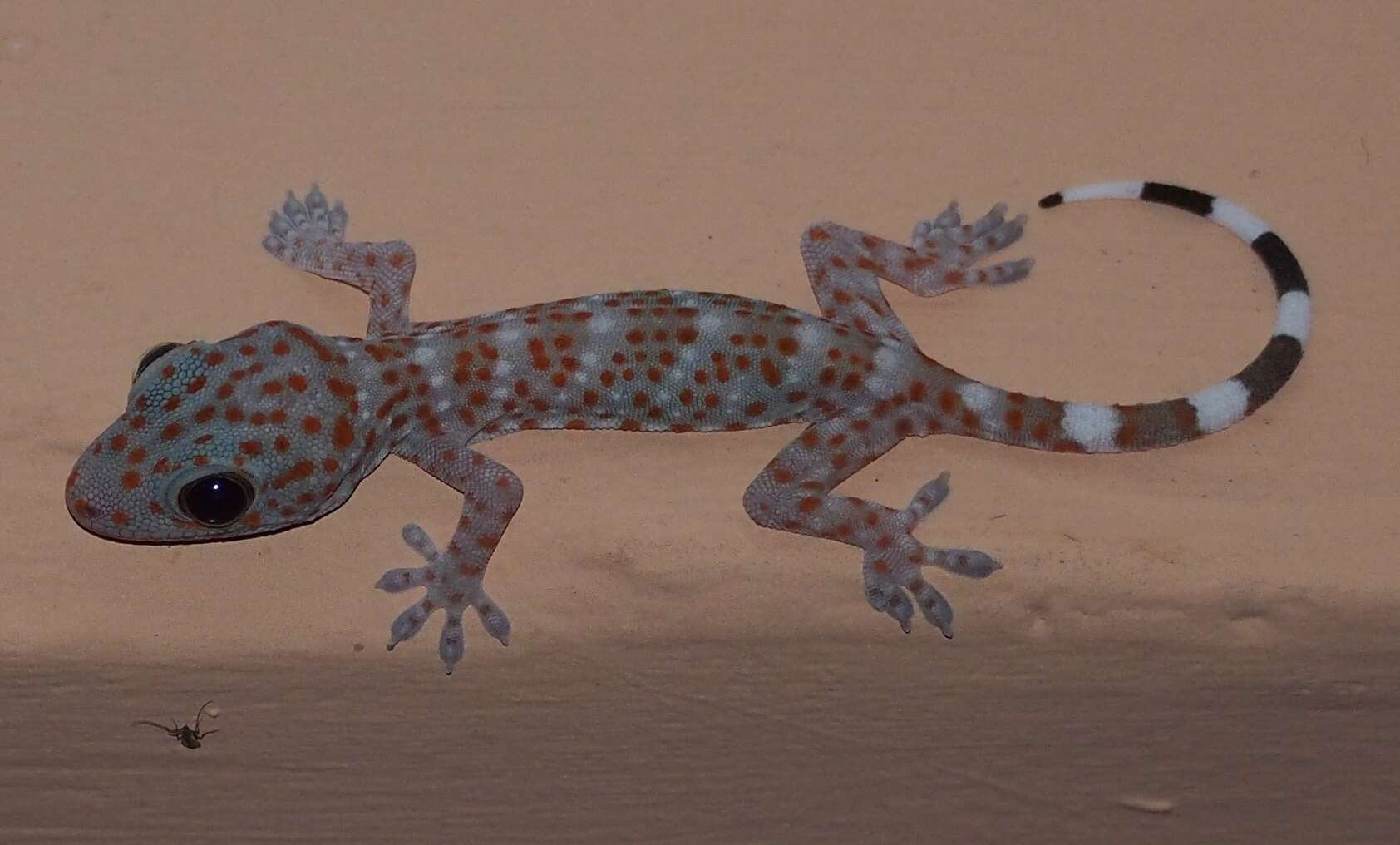 Imagem de Gekko gecko (Linnaeus 1758)