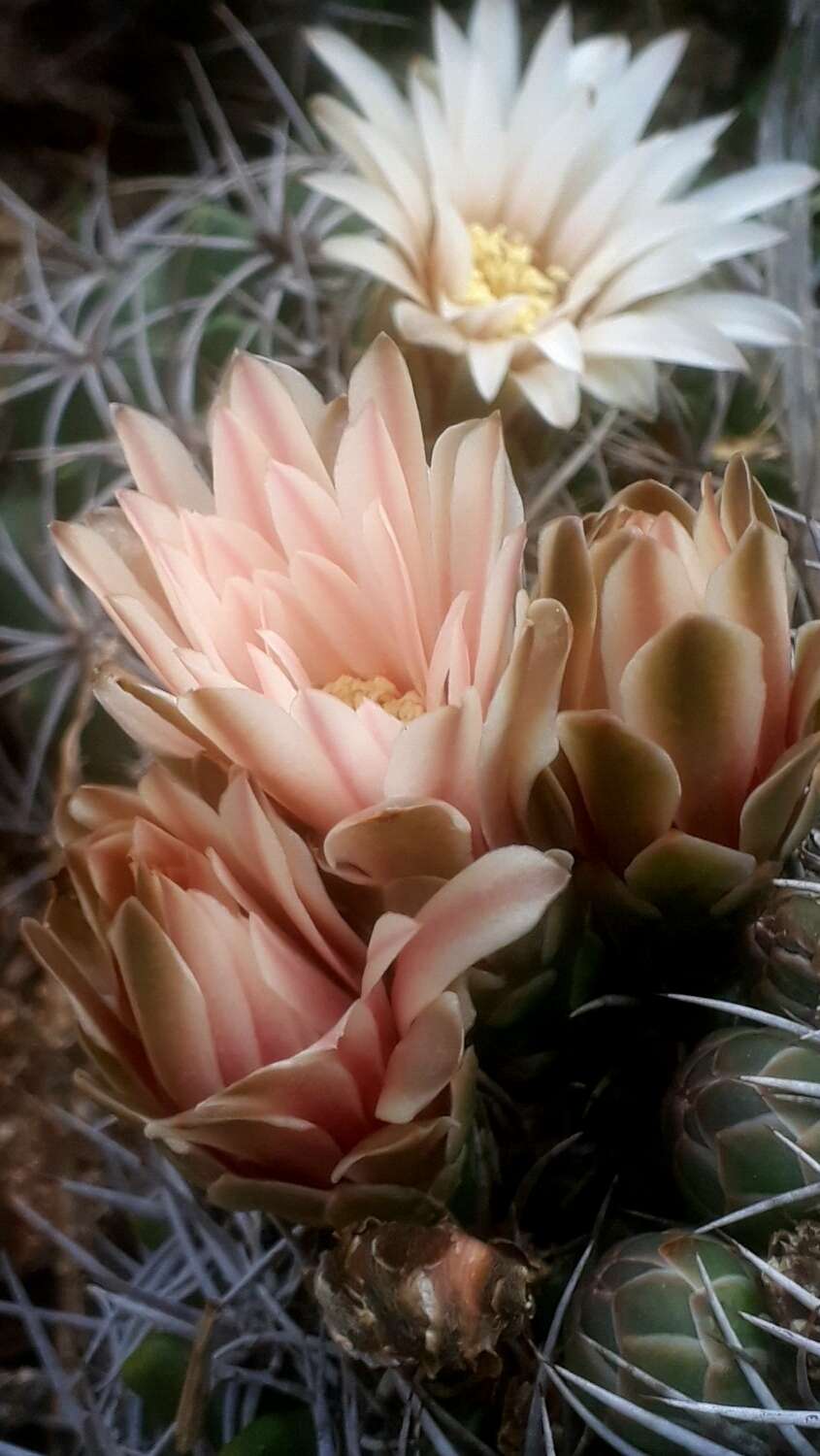 Image of Gymnocalycium mostii (Gürke) Britton & Rose