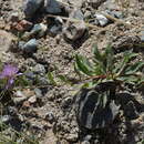 Image of Klasea procumbens (Regel) Holub