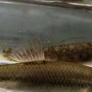 Image of Tonguetied Minnow