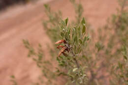 صورة Eremophila glabra (R. Br.) Ostenf.