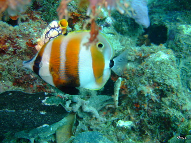 Image of Coralfish